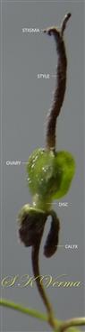  Pistil